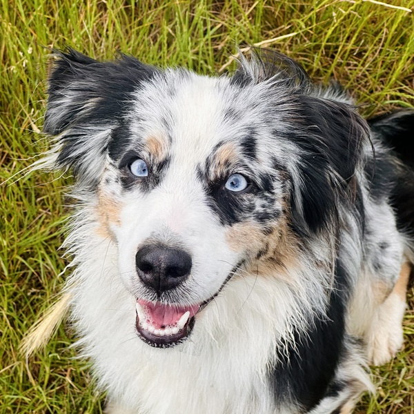 Aoki