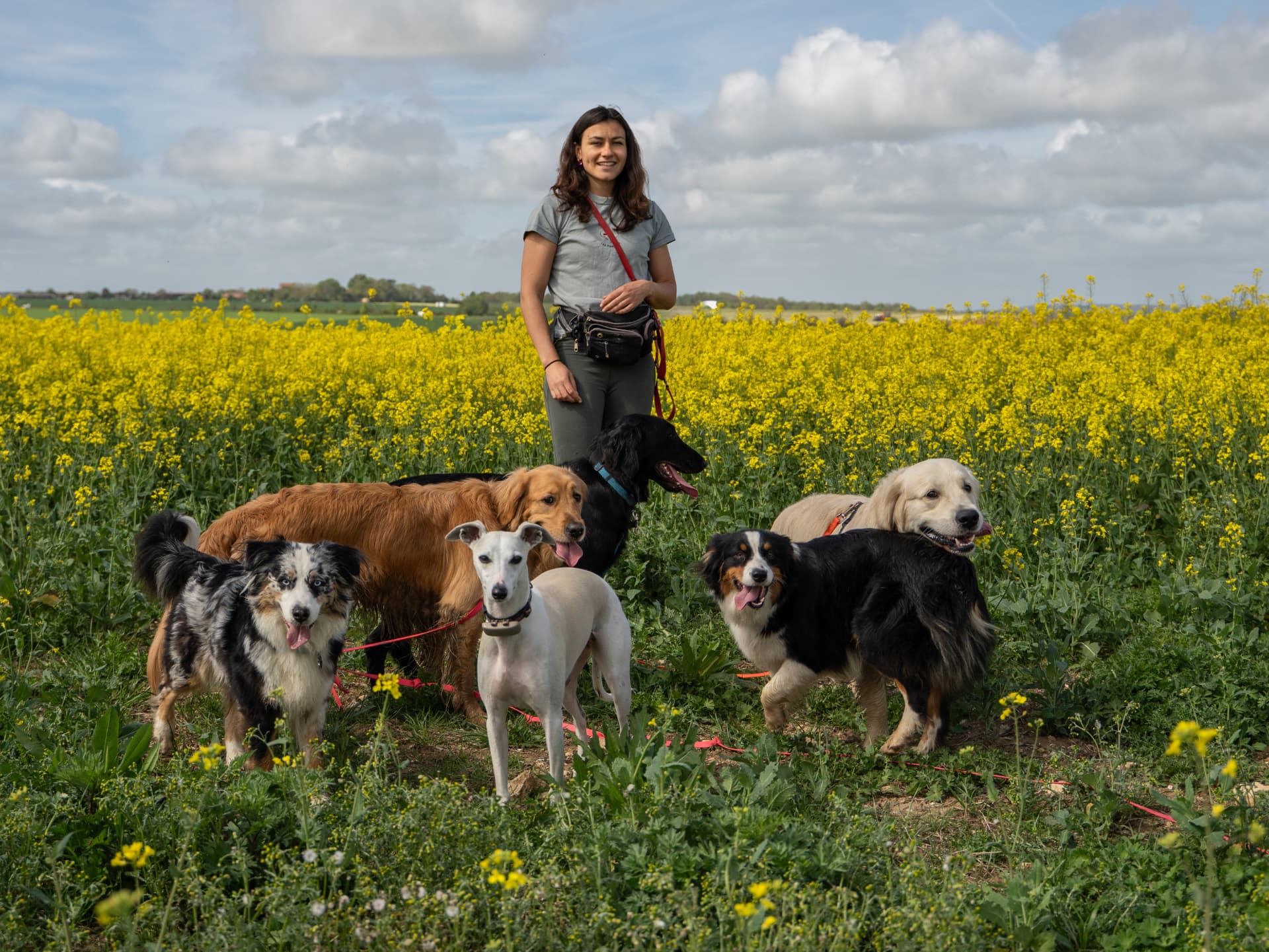 Promenades canines