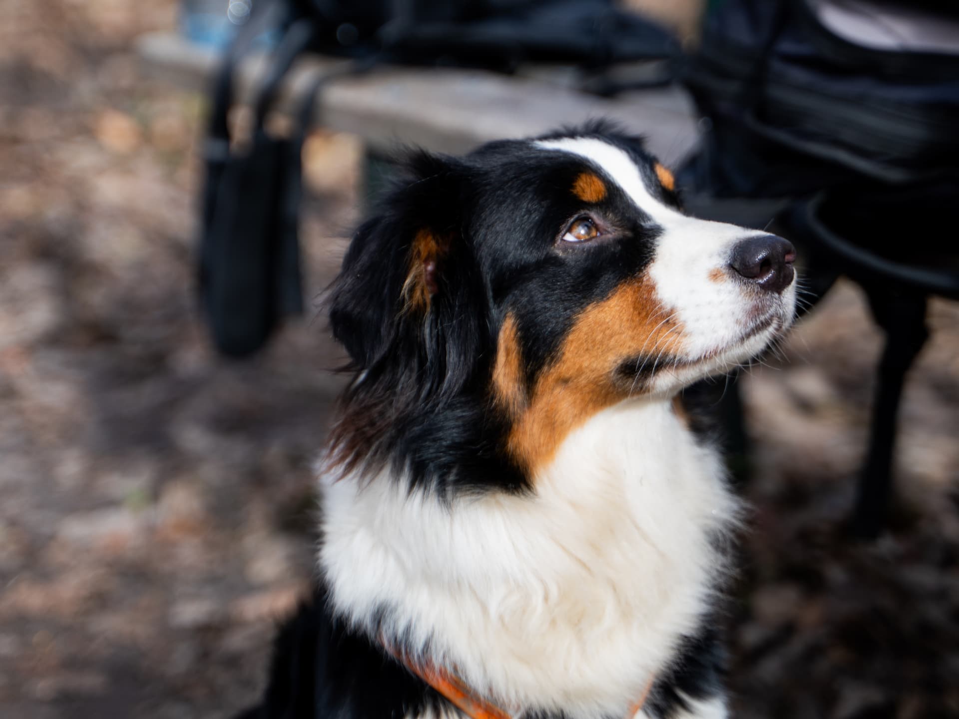 Mellie, Berger Australien