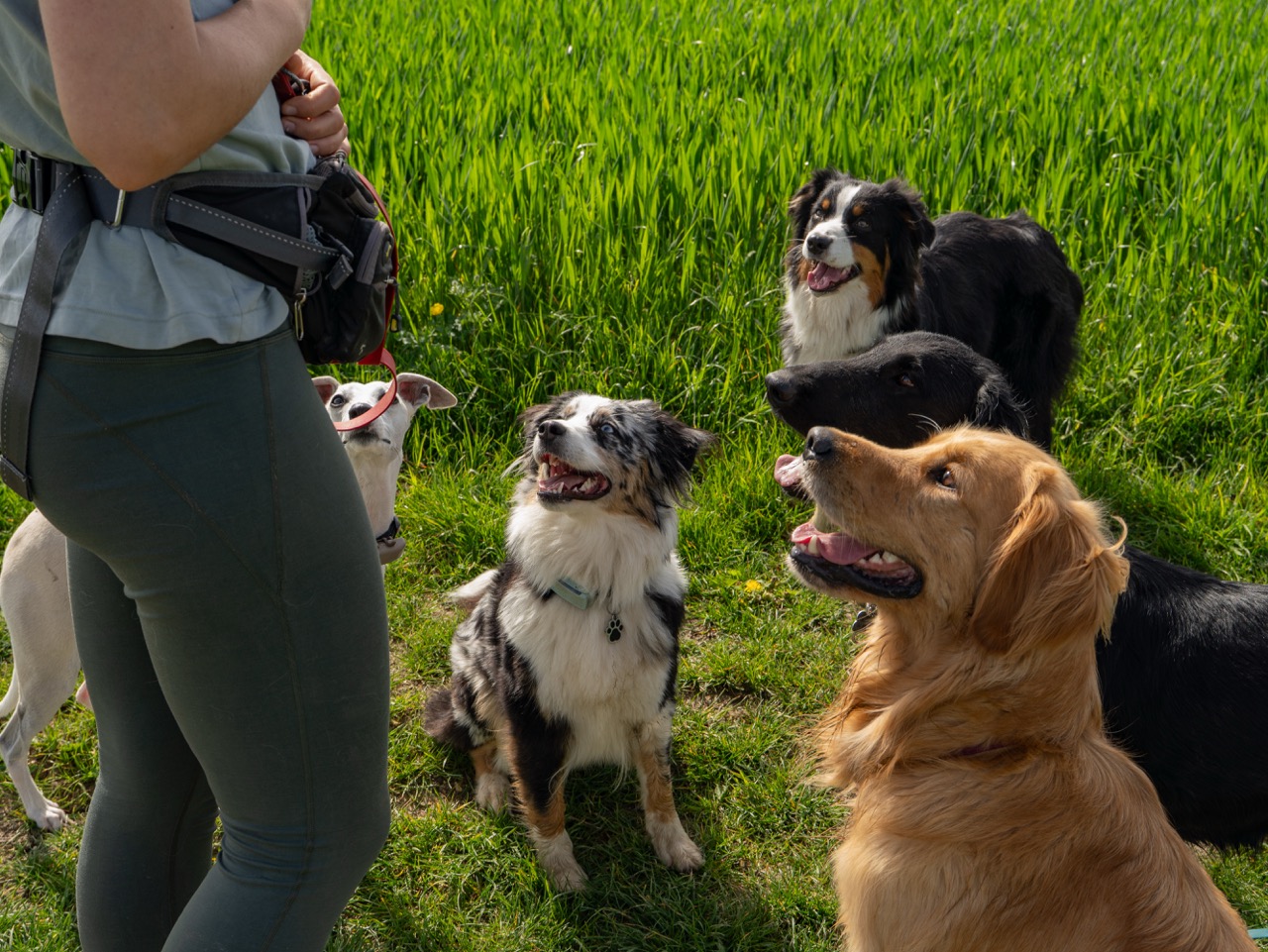 Chiens attentifs autour de Léna